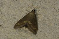 Ostrinia nubilalis
