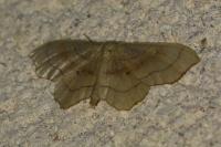 Idaea emarginata