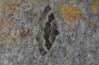 Epirrhoe alternata