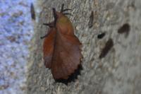 Gastropacha quercifolia