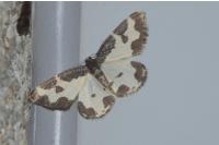 Lomaspilis marginata