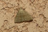 Herminia tarsicrinalis