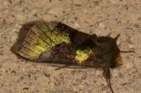 Diachrysia chrysitis/stenochrysis