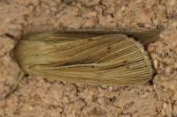 Mythimna impura
