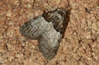 Nola cucullatella