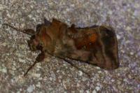 Autographa jota