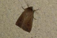 Mythimna ferrago