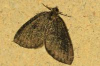Hydriomena furcata