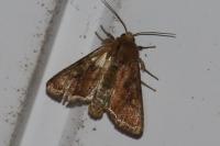 Lacanobia oleracea