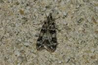 Eudonia delunella