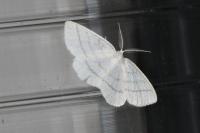 Cabera pusaria
