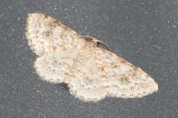 Hydrelia sylvata