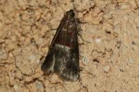 Acrobasis marmorea