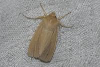 Mythimna pallens