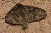 Polia nebulosa