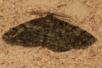 Deileptenia ribeata
