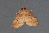 Ochropacha duplaris