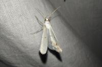 Lomographa temerata