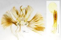 Lomographa temerata