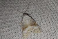Meganola albula