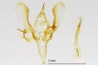 Meganola albula