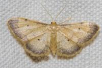 Idaea politaria