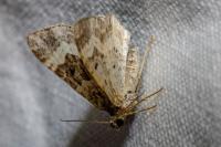 Epirrhoe alternata