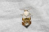 Acontia lucida
