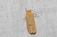 Wittia sororcula