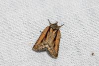 Nycteola revayana