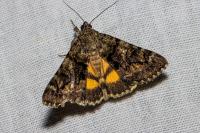 Catocala nymphagoga