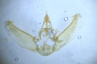 Eupithecia abietaria
