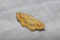 Cyclophora annularia