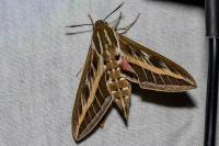 Hyles livornica