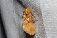 Spatalia argentina