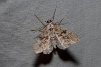 Peribatodes rhomboidaria rhomboidaria