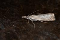 Chrysoteuchia culmella