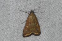 Loxostege sticticalis