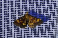 Pyrausta aurata