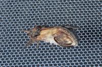 Notodonta ziczac