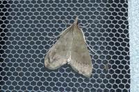 Mecyna asinalis