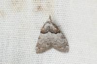 Nola cucullatella