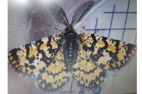 Eurranthis plummistaria