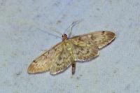 Anania lancealis