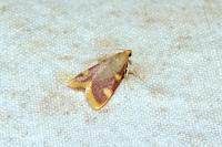 Hypsopygia costalis