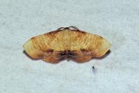 Plagodis dolabraria