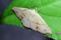 Cyclophora punctaria