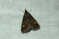 Pyrausta aurata