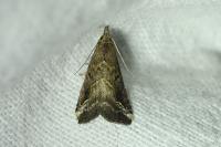 Schrankia costaestrigalis