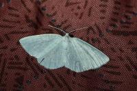 Cabera exanthemata